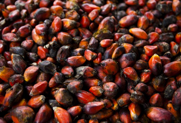La pulpe de ces fruits sera bientôt transformée en huile de palme