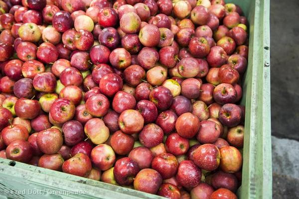 Apple plantation in North Germany (Altes Land). Sorting and packing of apples on a sustainable apple farm in Lower Saxony. Apfel Plantage im Alten Land. Sortieren und verpacken von Aepfeln auf einem oekologischen Betrieb in Niedersachsen.