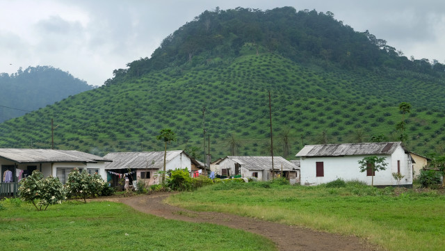 Plantations de palmiers, Cameroun Ⓒ Greenpeace / John Novis