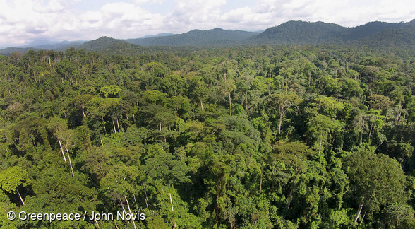 Vue aérienne de la forêt camerounaise
