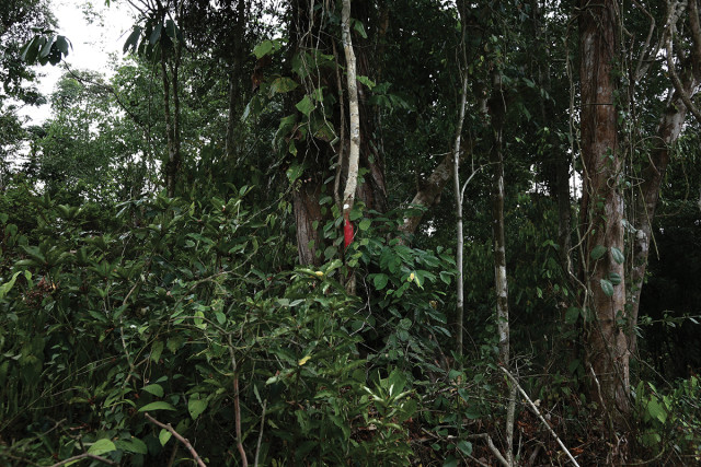 Un arbre marqué en vue d'une coupe dans une concession de la Socapalm © Micha Patault / Greenpeace