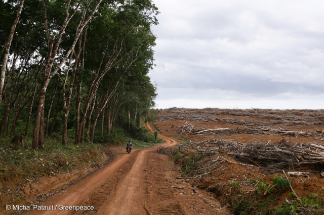 Plantation d'hévéas, Cameroun. La plantation d'arbres à caoutchouc est une des causes majeures de déforestation dans le bassin du Congo.