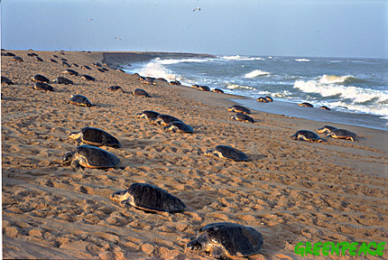 thousands-of-olive-ridley-turt