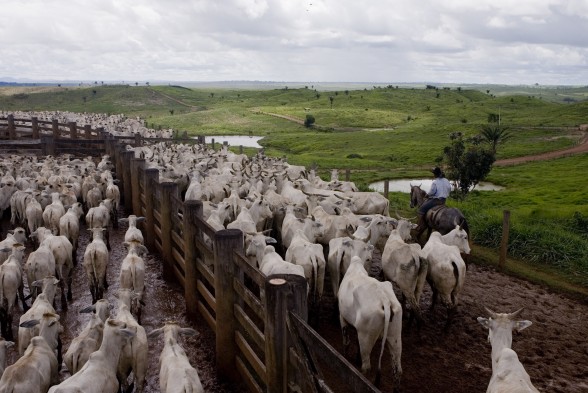 Cattle ranching survey Para State, Amazon Rainforest