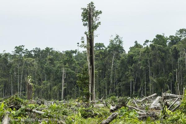A Cleared Logged-Over Area Inside the Palm Oil Concession