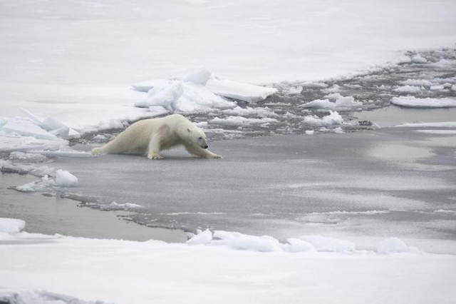 Polar Bear in the Arctic Eisbaer in der Arktis