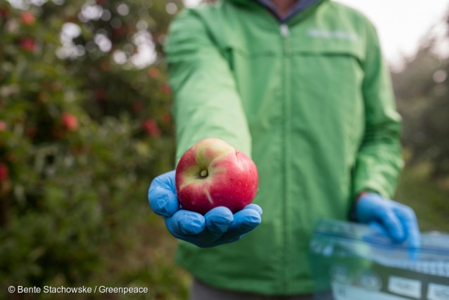 Apple Sampling for Pesticides Testing in Germany Apfel Pestizid Probennahme