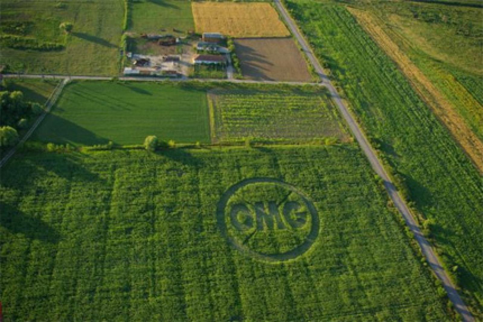 

Greenpeace Roumanie demande que soient interdites la culture et l'importatio