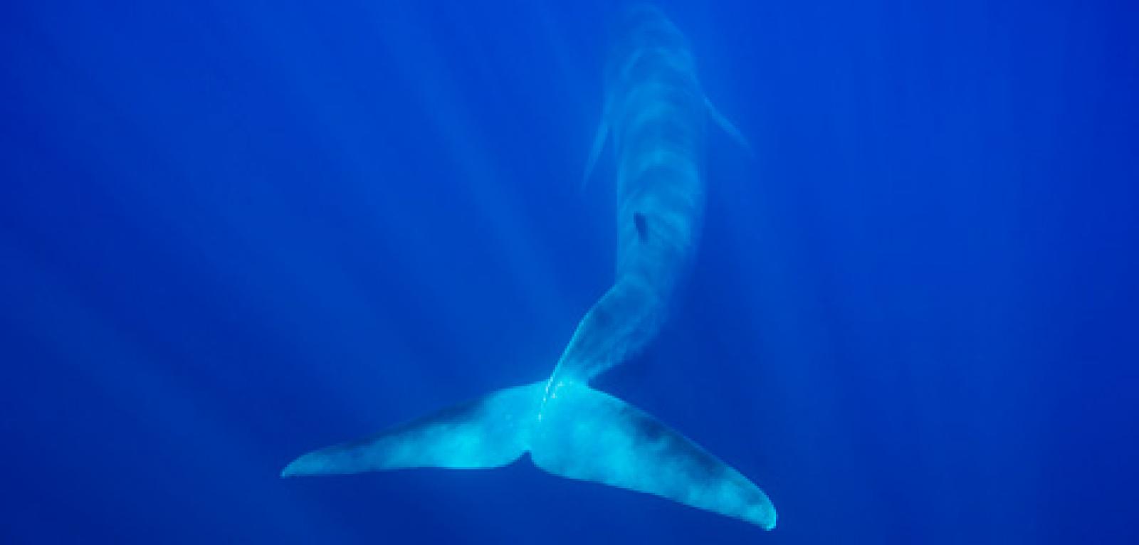 

Vendredi 8 août.
Hier, pour la première fois, nous avons pu prendre des i