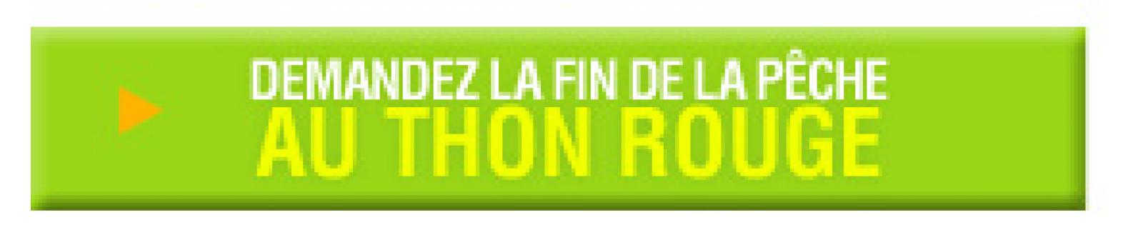 Victimes de la surpêche et de la pêche illégale, les stocks de thon rouge de 