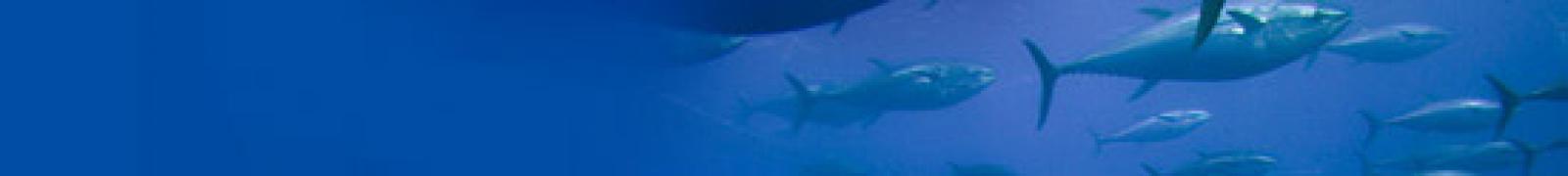 

Chers internautes,

La Commission Internationale pour la préservation du 