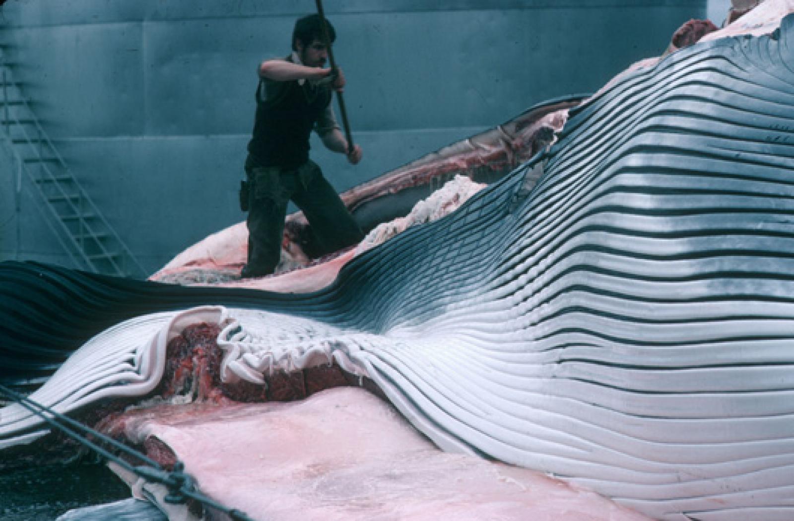 

Paris, le jeudi 29 janvier. Si le nouveau gouvernement provisoire islandais 