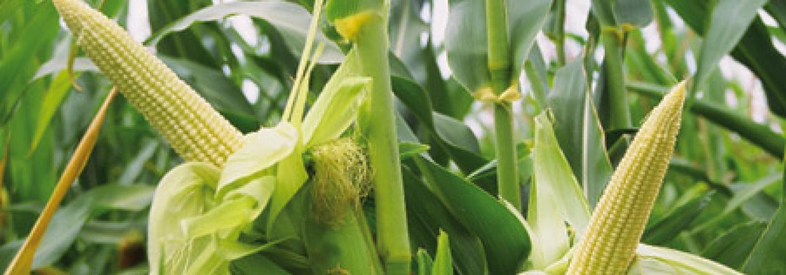 

Paris, le 12 février 2008. Révélé en catimini par voie de presse jeudi m