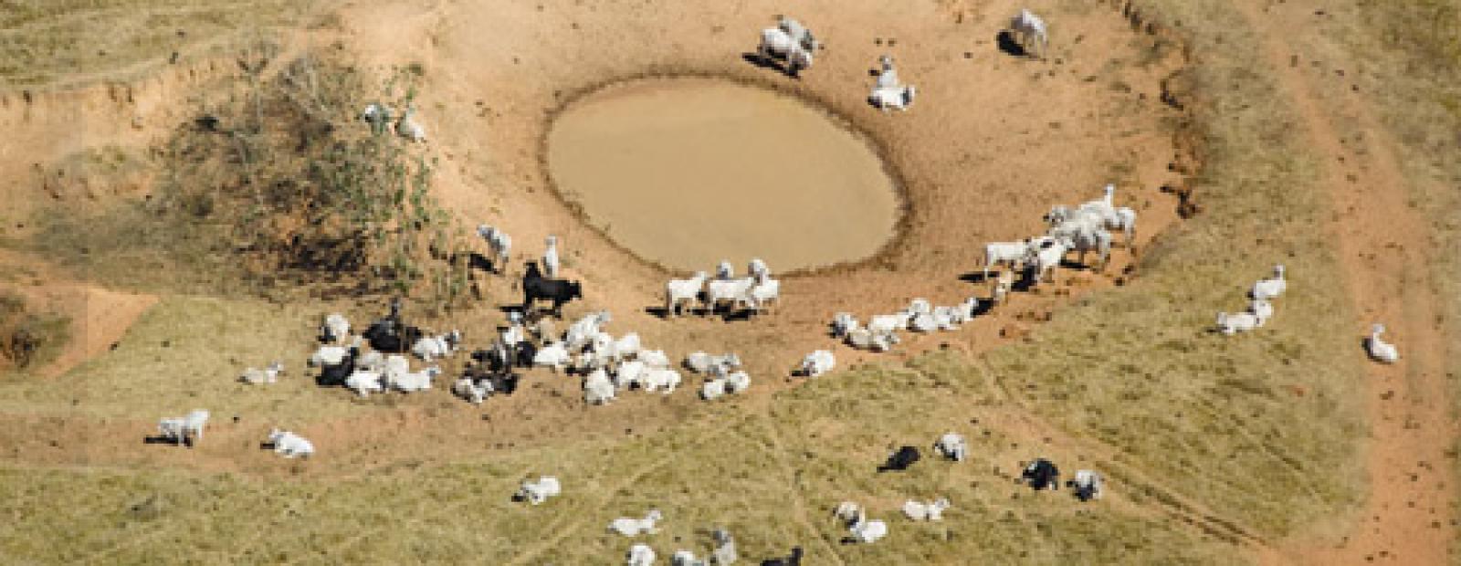 

Paris, le 29 janvier 2009 – Greenpeace a publié aujourd'hui au Forum Soci