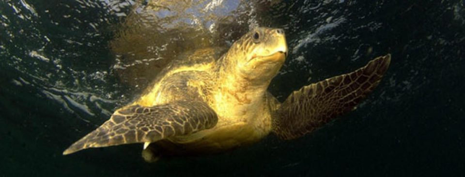 

Entre 150 000 et 350 000 tortues sont menacées par la construction d’un p