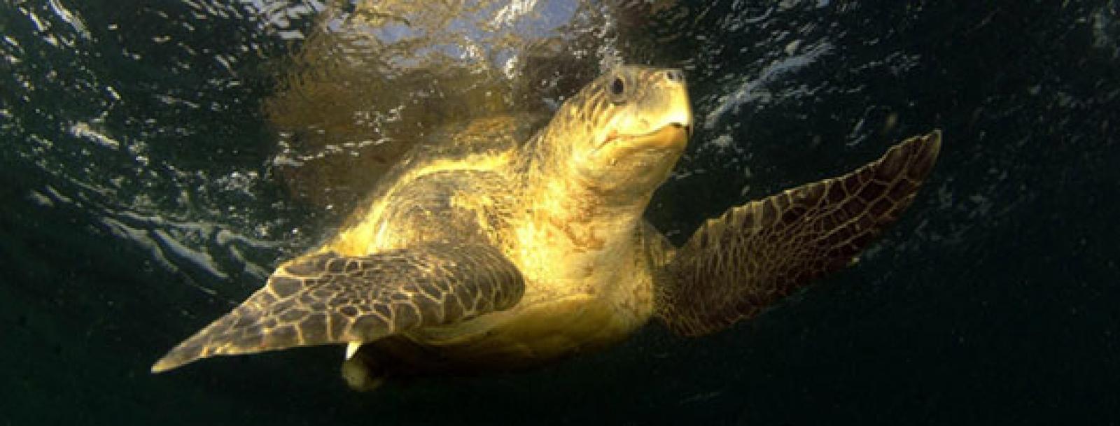 

Entre 150 000 et 350 000 tortues sont menacées par la construction d'un p