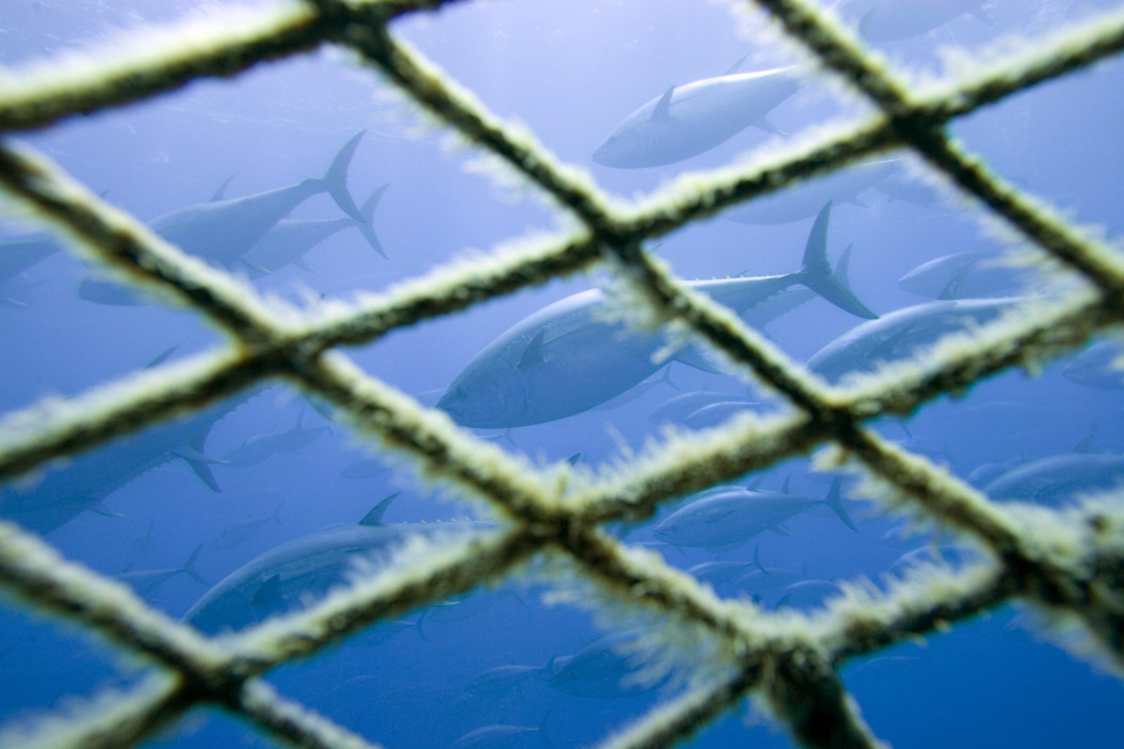 Greenpeace salue l'annonce récente de l'Allemagne, des Pays-Bas, de la France