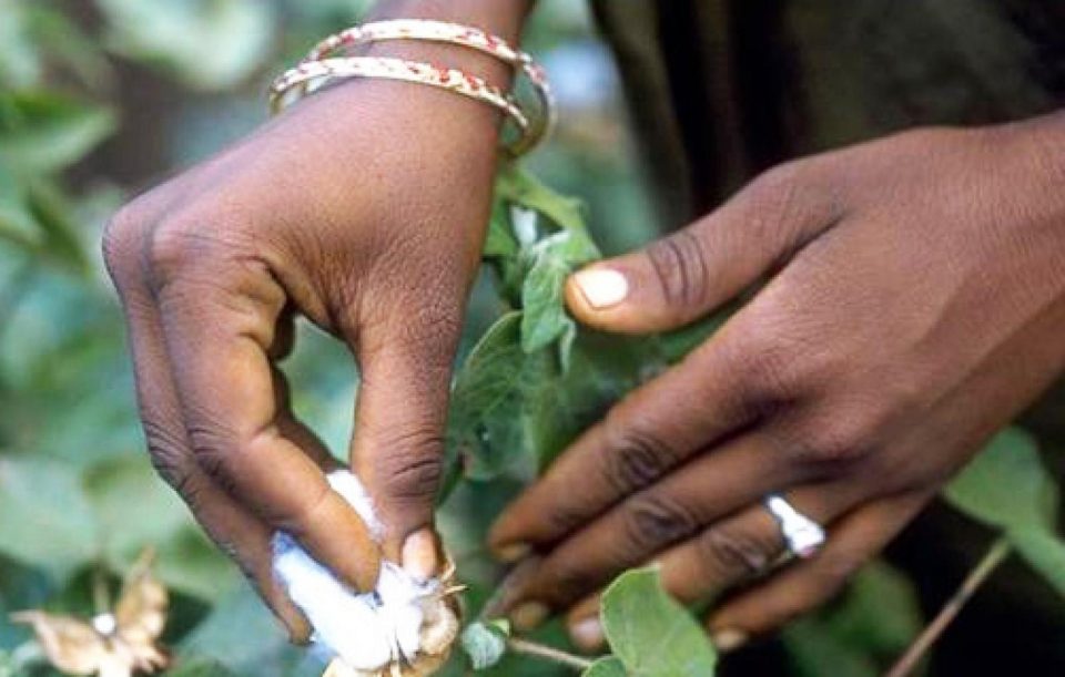 

Samedi dernier, le géant des semences OGM Monsanto annonçait une nouvelle 