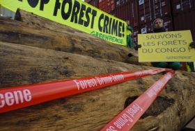 L’Europe prend enfin la décision de bannir le bois illégal