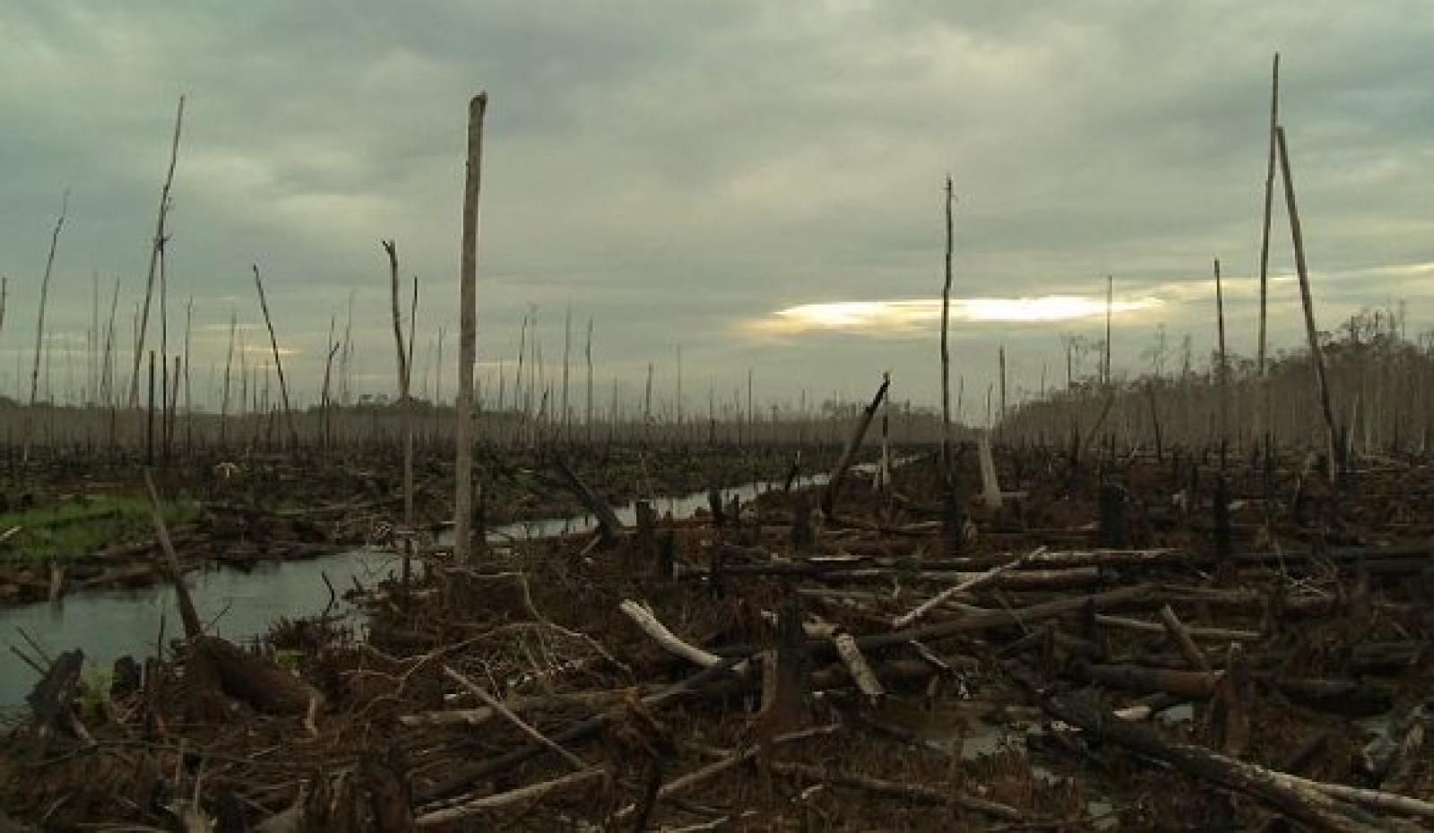 Greenpeace publie aujourd'hui un rapport : How Sinar Mas is Pulping the Planet