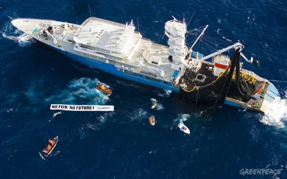 Si le thon rouge de Méditerranée est aujourd'hui considéré comme une espèce