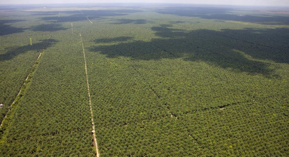 Le géant indonésien de l'huile de palme Sinar Mas a été forcé à une très 