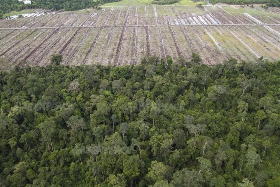 La nuit dernière, la Table ronde sur l'huile de palme durable (RSPO) a publié 