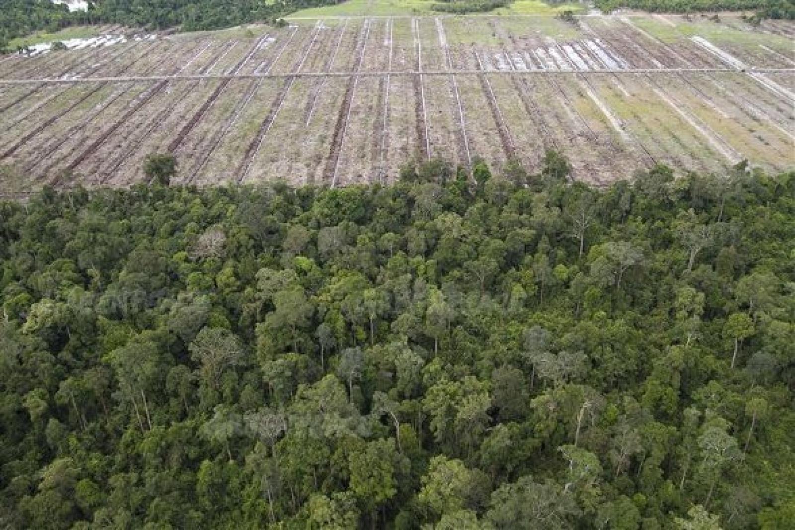 La nuit dernière, la Table ronde sur l'huile de palme durable (RSPO) a publié 