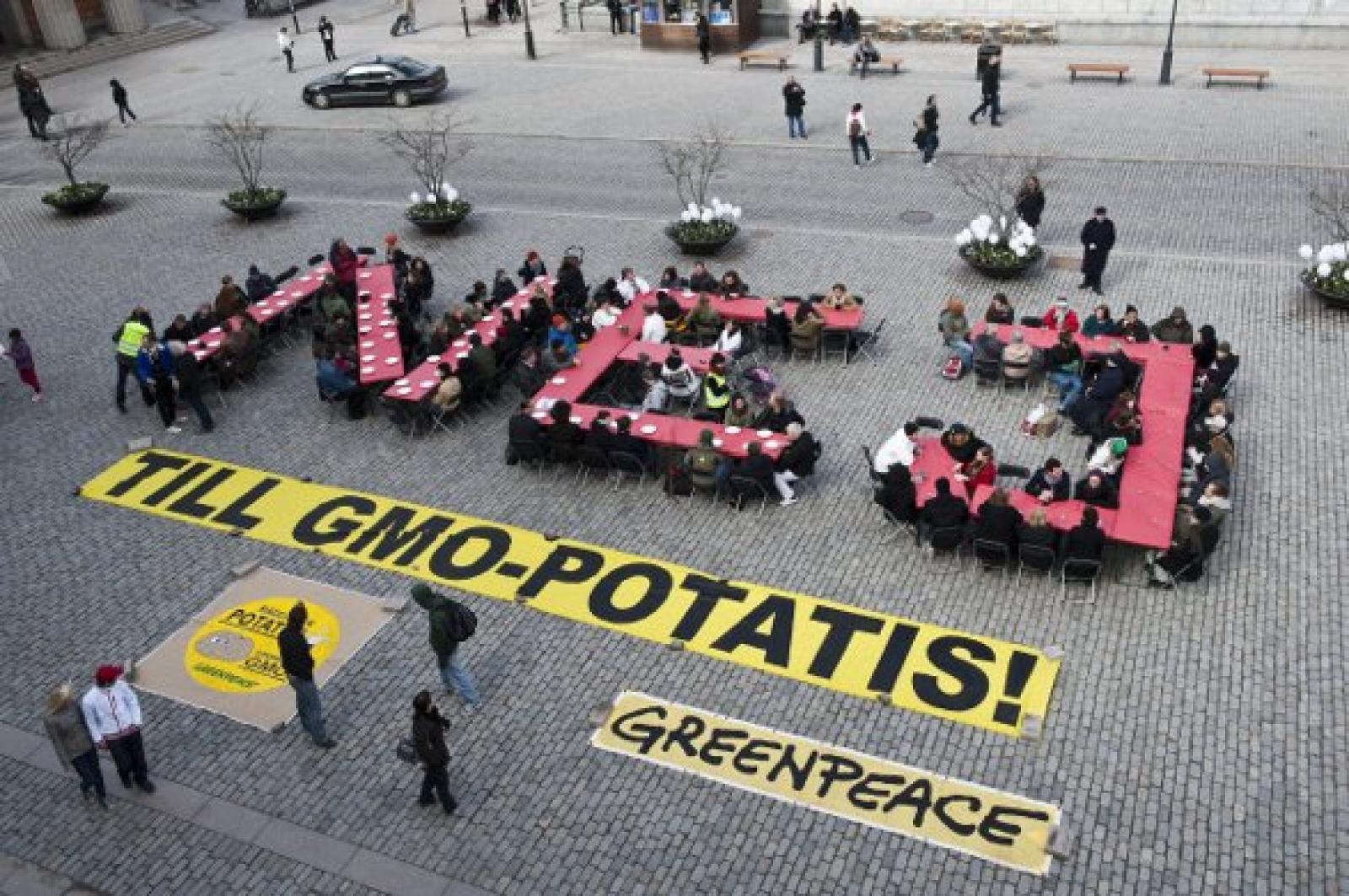 La semaine dernière, en Suède, des plants d'une nouvelle pomme de terre géné