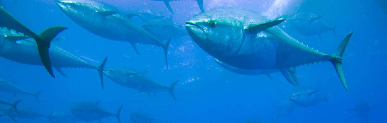 Les travaux du comité scientifique de l'Iccat, l'organisme international ch