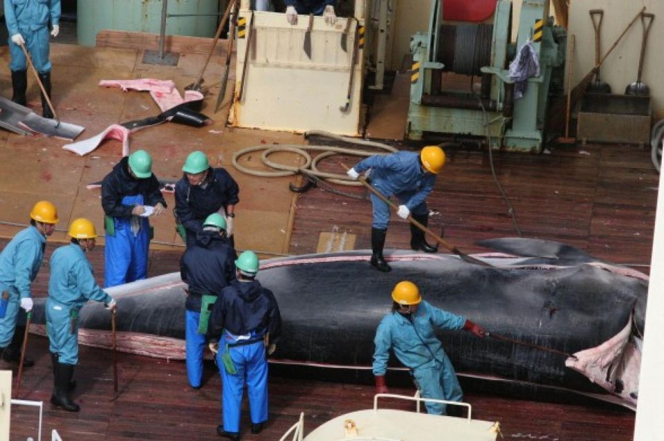 Le Japon a annoncé, ce mercredi, la suspension de la chasse à la baleine. Cett