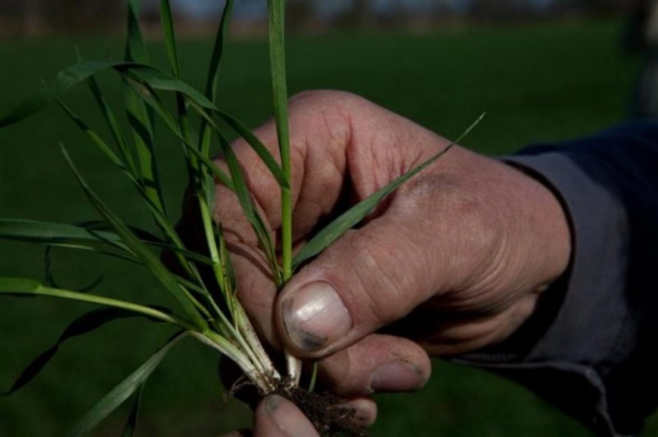 Passer d'une agriculture chimiquement intensive à l’agro-écologie pour aider