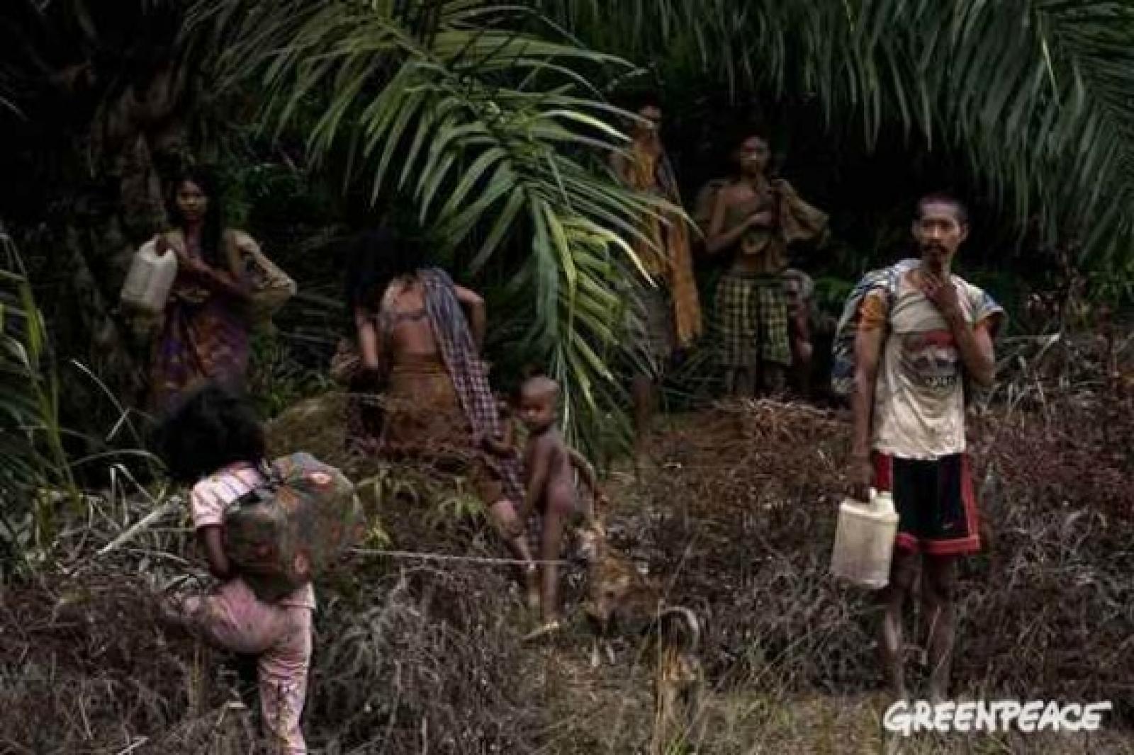 En aménageant des routes au cœur des forêts indonésiennes, des entreprises d