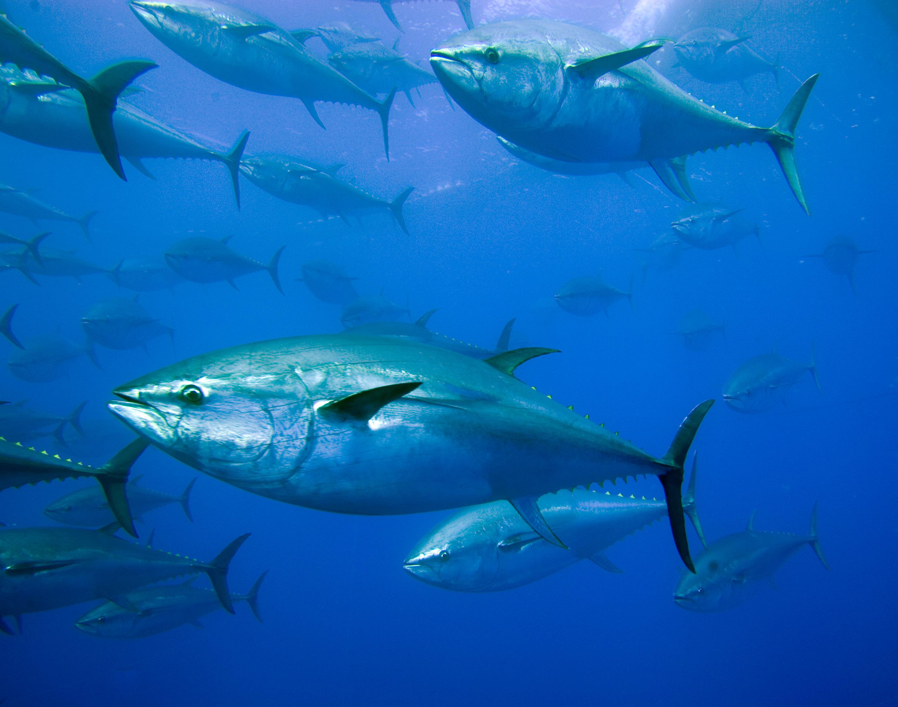 Какая рыба тихого океана. Тунец Bluefin. Тихоокеанский голубой тунец. Рыба парусник и тунец. Синепёрый тунец.