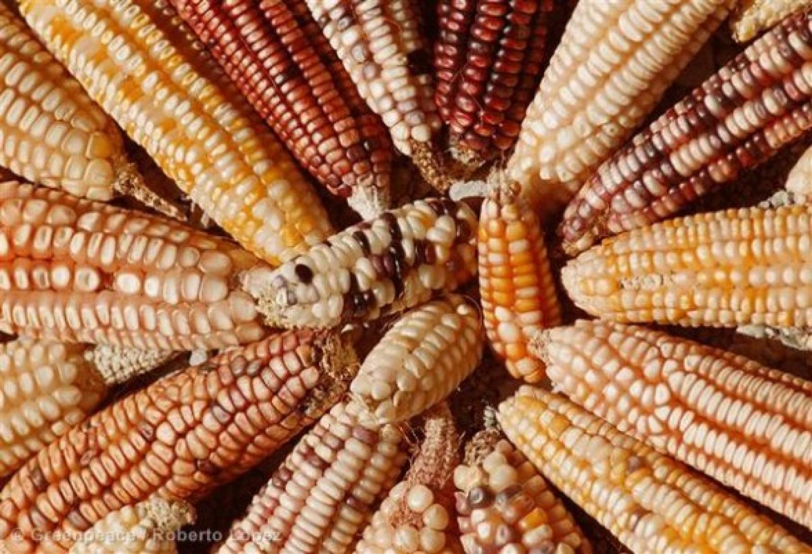 Aidez Greenpeace Mexique à dire NON ! 

Le gouvernement mexicain est suscepti