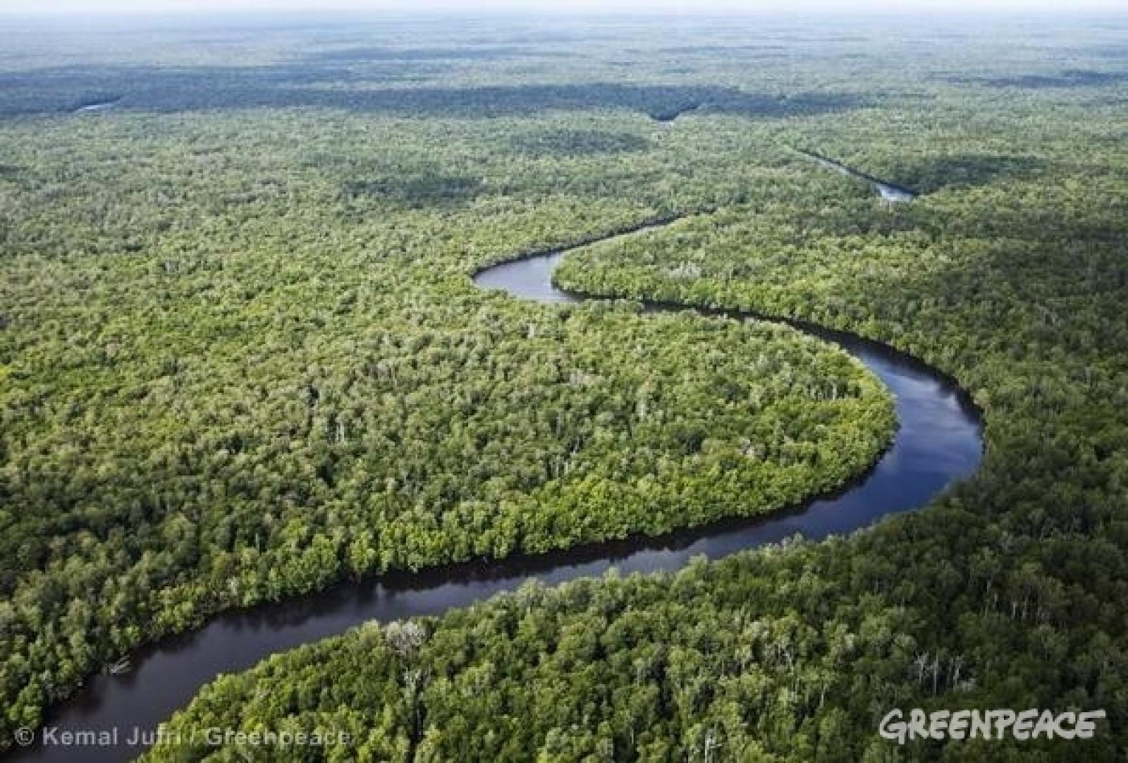 Greenpeace et Asian Pulp and Paper (APP). 
Une histoire, ou plutôt un face à 