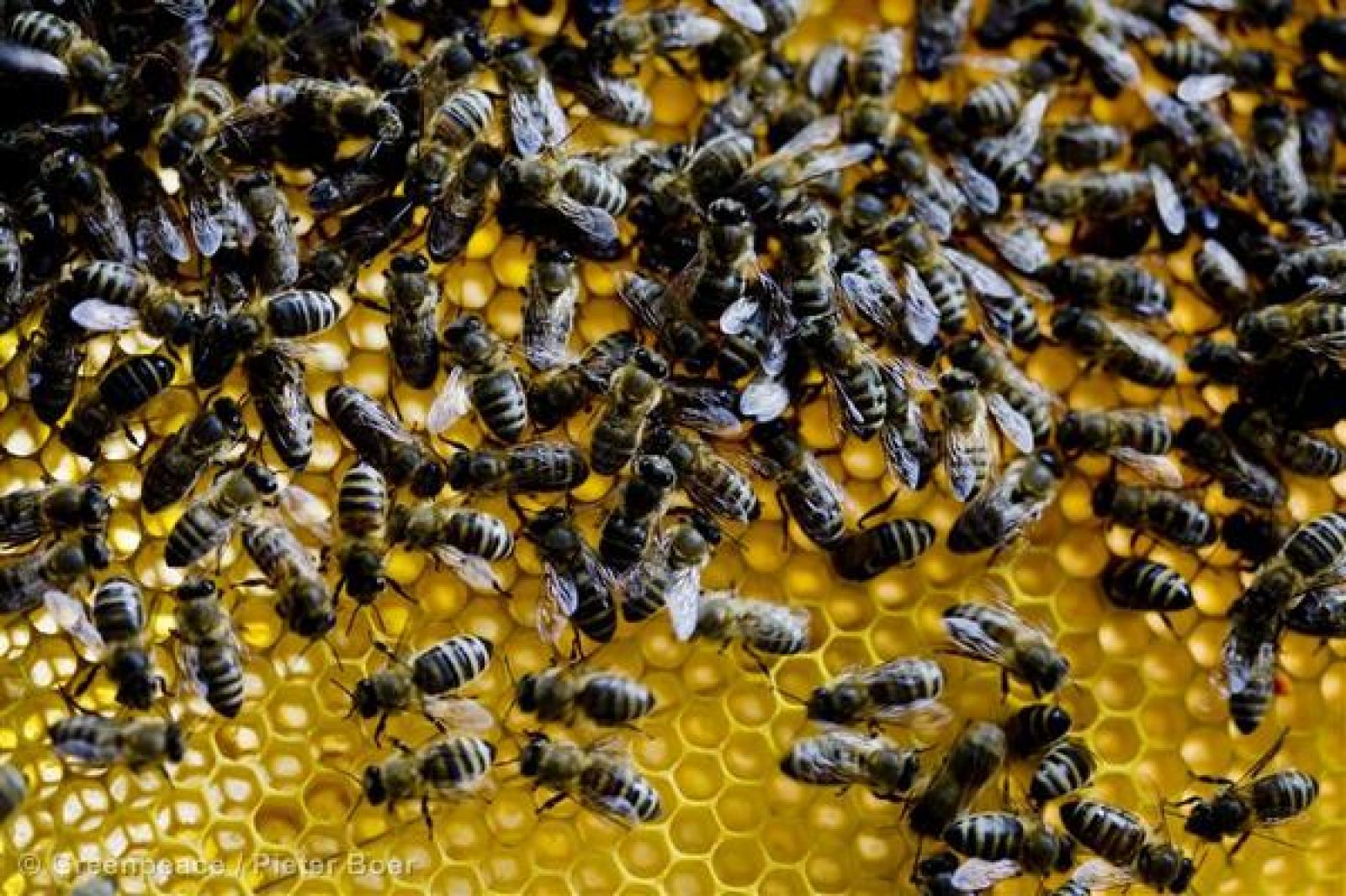 Les abeilles domestiques ou mellifères et les abeilles sauvages exercent un rô