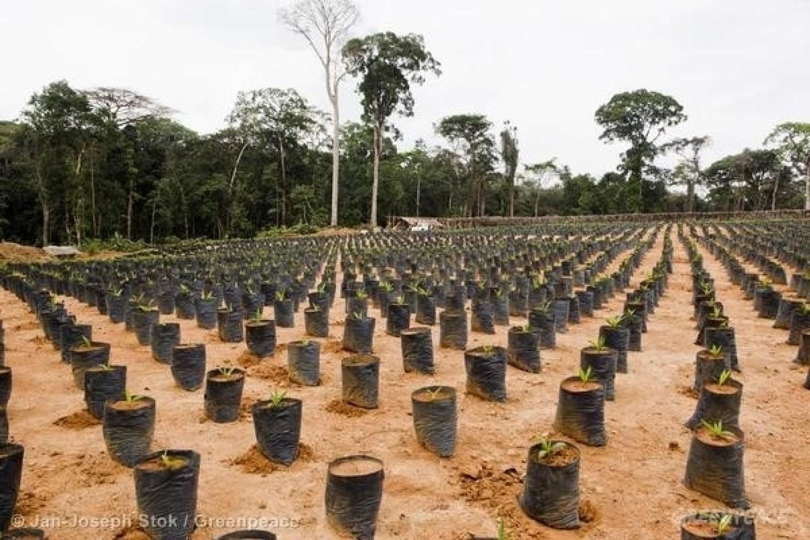 Herakles Farms peut poursuivre ses opérations de déforestation