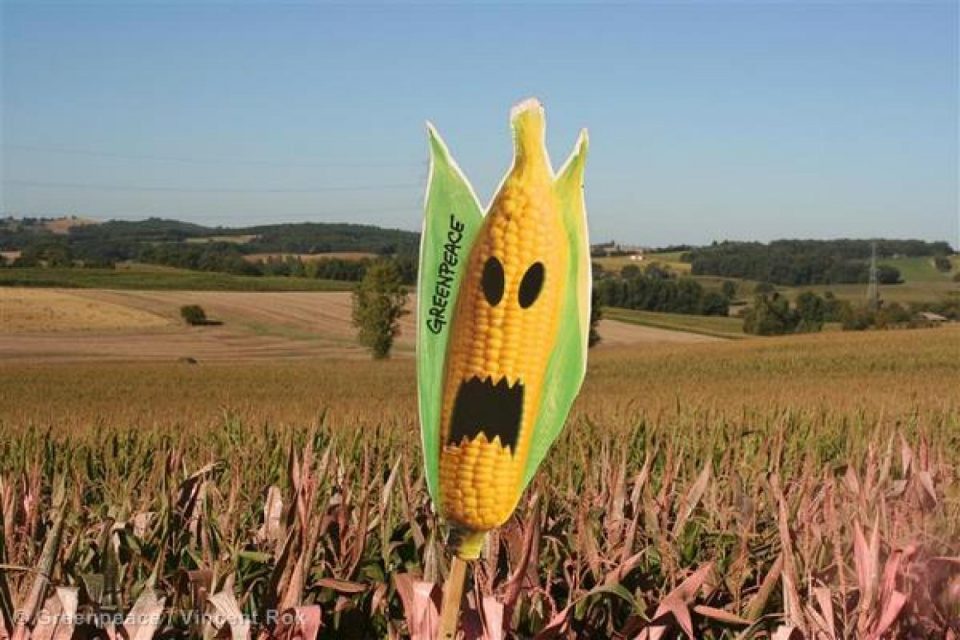 Monsanto a décidé de retirer toutes ses demandes d'autorisation de culture d'O