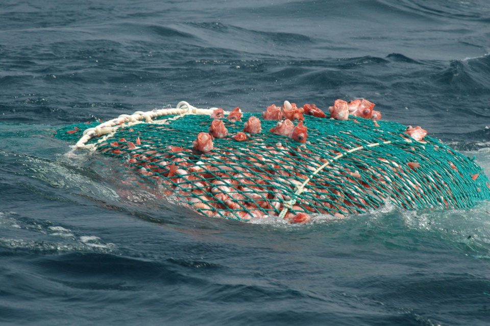 La réforme de la pêche européenne a été votée, mettant l’Europe sur le c