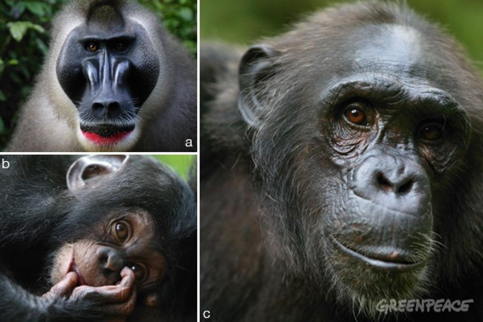 Cameroun le projet d’Herakles Farms menace des espèces en danger