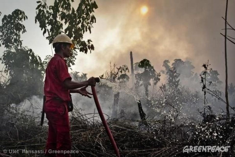 En dépit du succès qu’il rencontre auprès des entreprises, le label RSPO (R