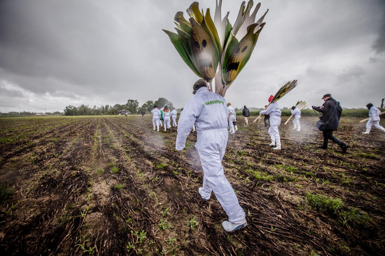 La journée du 5 mai 2014 aura été une journée décisive pour le maïs transg