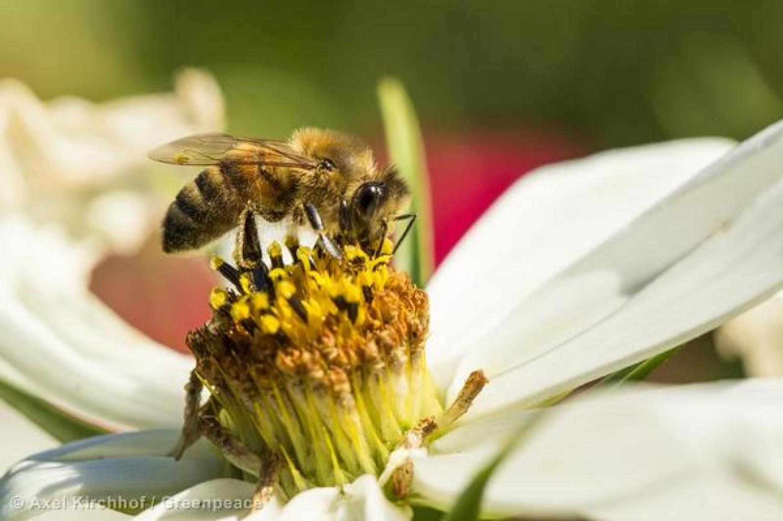 Pour mémoire : les néonicotinoïdes sont une famille d'insecticides agissant
