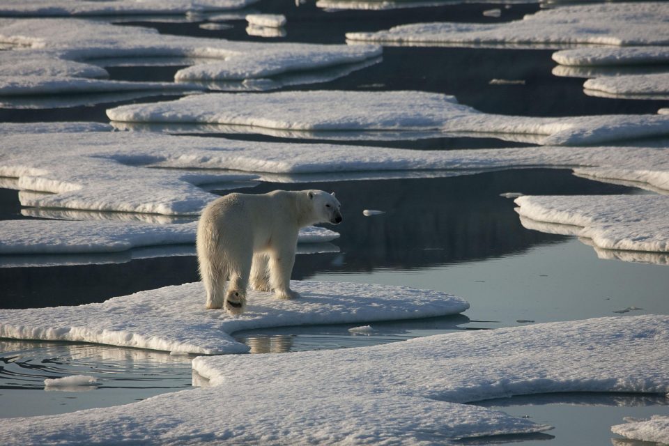 La triste réalité n'est pas dans la boîte de jeu : c'est le soutien que LEGO apporte à Shell, prédateur de l'Arctique.