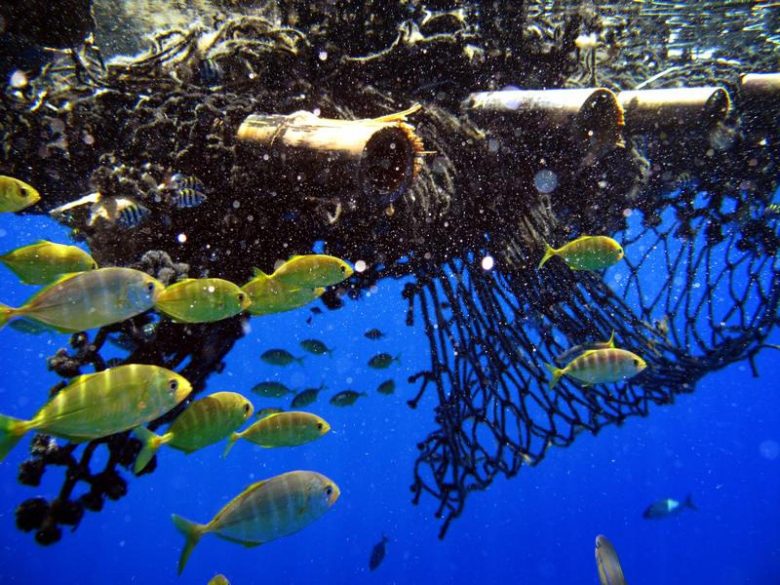 Thon : le naufrage des dispositifs de concentration de poissons -  Greenpeace France