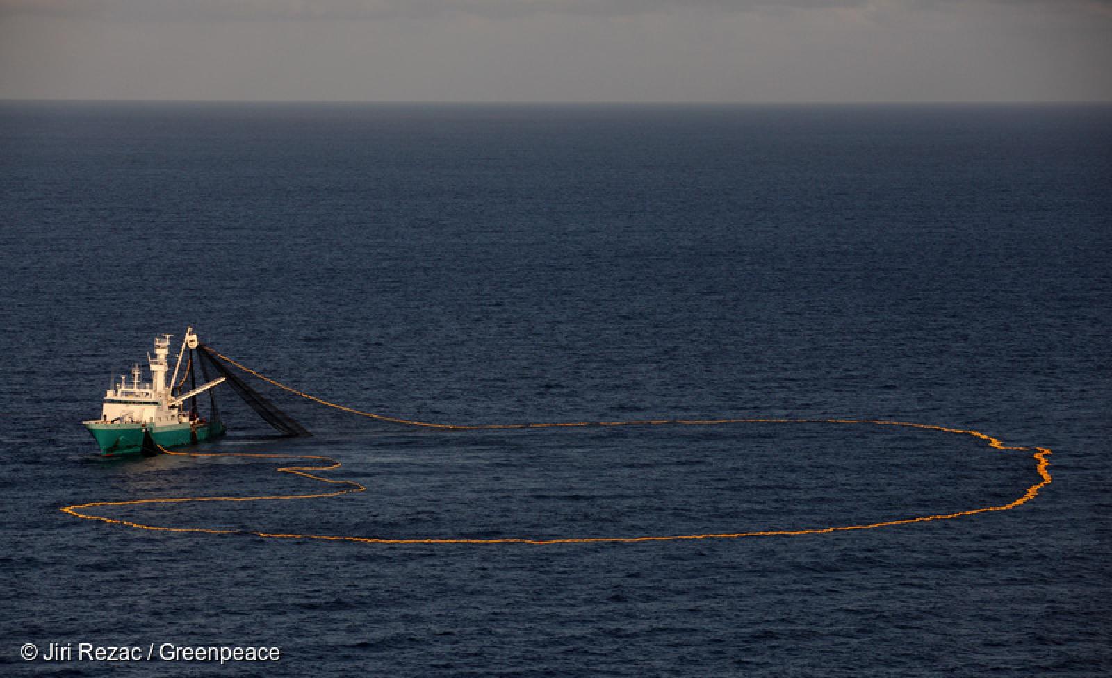 Les consommateurs ont le pouvoir d'agir en faisant le choix du thon durable !
Les actionnaires devraient anticiper cette demande et s'orienter vers une pêche sans DCP, s'ils veulent un jour recommencer à toucher des dividendes.