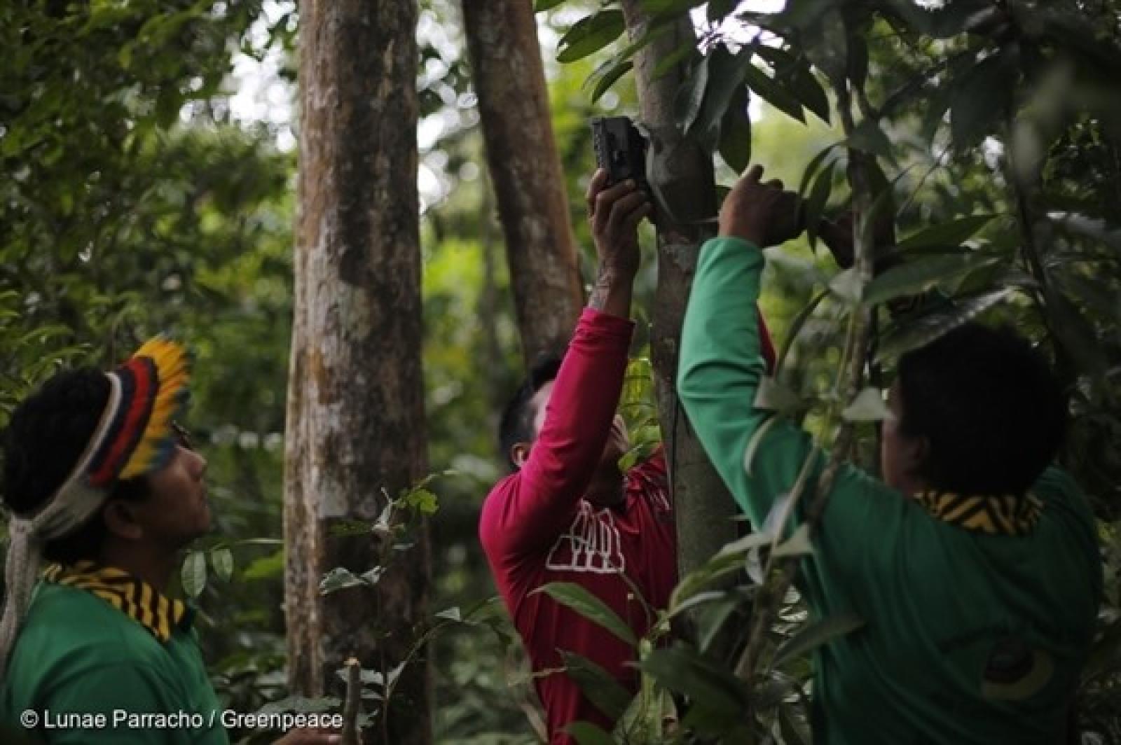 Dans l'État de Maranhão, Greenpeace Brésil travaille aux côtés des Indiens ka'apors pour les aider à protéger leurs terres et à lutter contre l'exploitation forestière illégale.