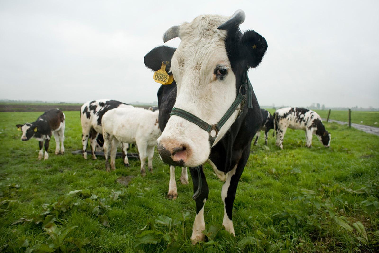 Après de nombreuses manifestations cet été liées à la crise de l'élevage, une importante manifestation agricole a eu lieu aujourd'hui autour de la capitale. Le Premier ministre a reçu Xavier Beulin (FNSEA) et Thomas Diemer (Jeunes Agriculteurs) et de nouvelles mesures d'aide aux éleveurs ont été annoncées. Le conseil des ministres de l'Agriculture de l'Union européenne devrait être saisi le 7 septembre par la France ainsi que plusieurs autres pays.
La FNSEA maintient son objectif : faire de l'agriculture française une agriculture plus compétitive et plus offensive sur les marchés à l'export. Sauf que le problème est bien plus profond.