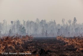Indonésie : quand l’huile de palme met le feu